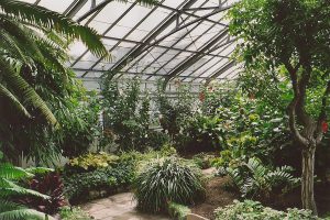Allan_Gardens_July_2005_02 Interior of the Allan Gardens conservatory greenhouse.