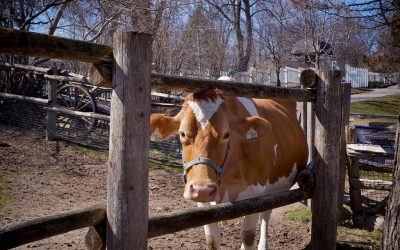 Riverdale Farm – cow Riverdale Farm - cow