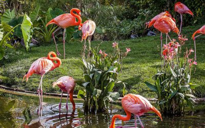Toronto Zoo – Flamingos Toronto Zoo - Flamingos