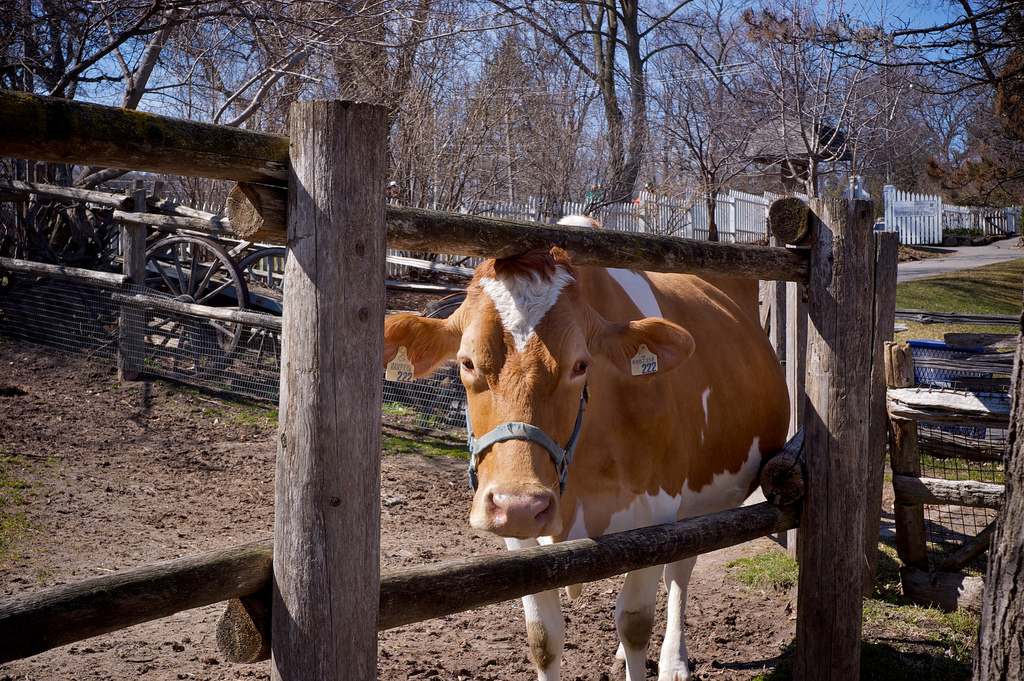 Riverdale Farm - cow