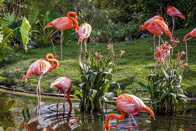 Toronto Zoo - Flamingos